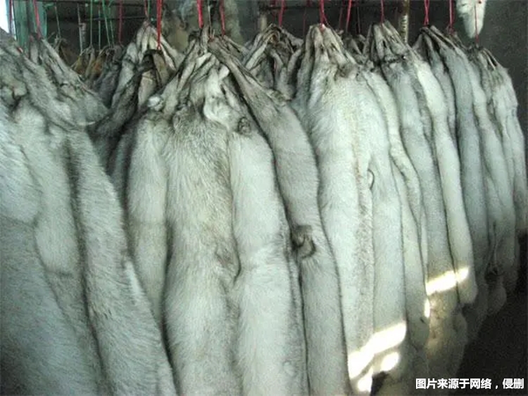 進口加拿大赤狐生態(tài)標(biāo)本報關(guān) 進口加拿大赤狐生態(tài)標(biāo)本報關(guān)