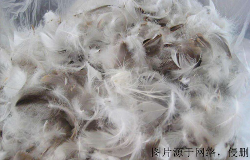 廣西進口越南鴨毛清關(guān)流程 廣西進口越南鴨毛清關(guān)流程