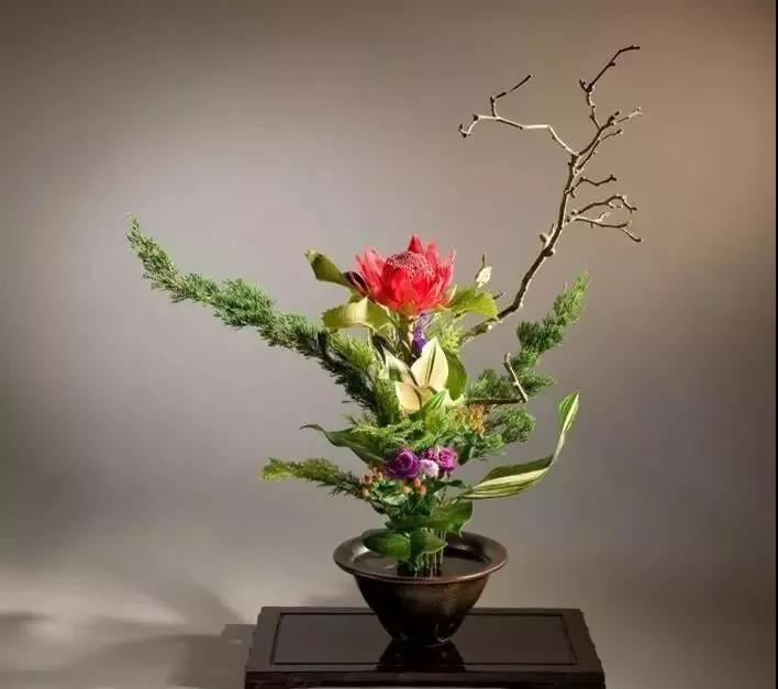 1545618830228055.jpg 植物進口報關