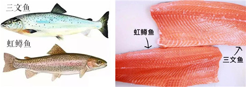 1576028414209206.jpg 上海進口水產品報關