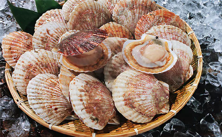 菲律賓扇貝進口報關(guān)代理公司 菲律賓扇貝進口報關(guān)