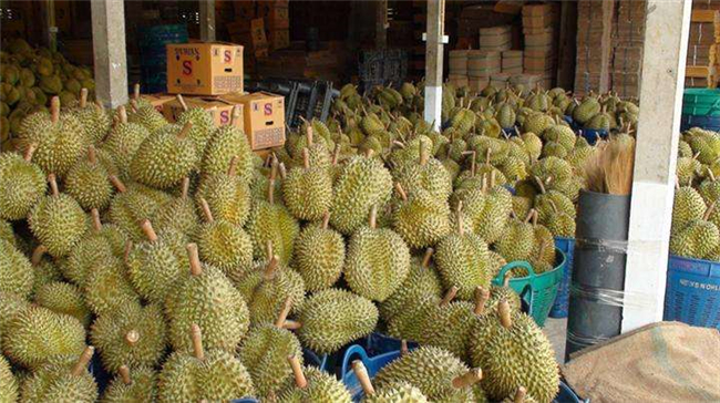 1592021788466686.jpg 馬來(lái)西亞榴蓮進(jìn)口