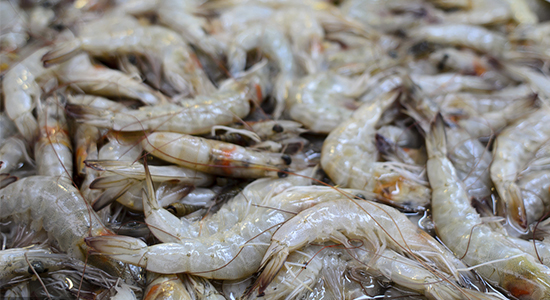 1601432069781121.jpg 厄瓜多爾白蝦進口清關(guān)