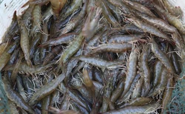 1603936934771638.jpg u=307485620,2473000919&fm=26&gp=0_副本.jpg