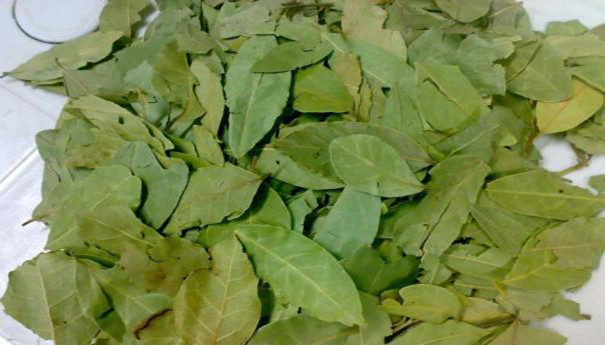 香葉進口報關注意事項有哪些? 香葉進口報關