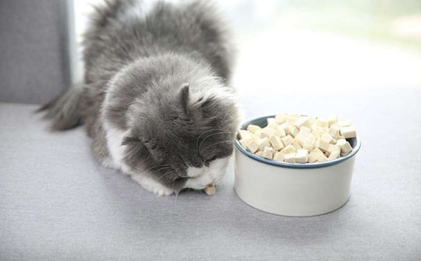 凍干寵物食品進(jìn)口報(bào)關(guān) 凍干寵物食品進(jìn)口報(bào)關(guān)的流程是怎樣的?