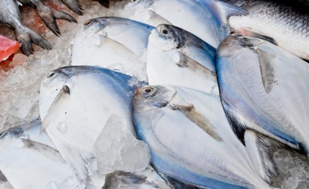 【進口凍鯧魚清關(guān)代理】的流程,一般貿(mào)易進口凍鯧魚 進口凍鯧魚清關(guān)代理