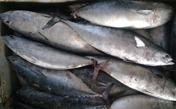 加拿大冷凍金槍魚進口報關要注意哪些事項 加拿大冷凍金槍魚進口報關