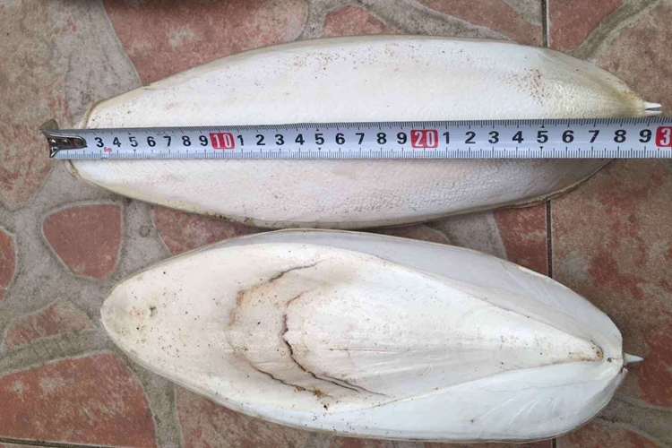 工業(yè)用墨魚骨代理報關(guān)公司 墨魚骨進(jìn)口清關(guān).jpg