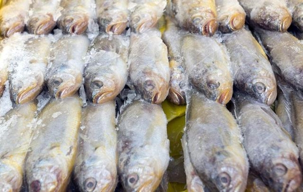 1629194486194906.jpg 青島冷凍魚進(jìn)口清關(guān)_副本.jpg