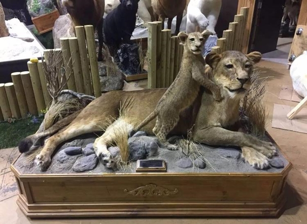 1637923071268910.jpg 進口動物標本清關報關代理_副本.jpg