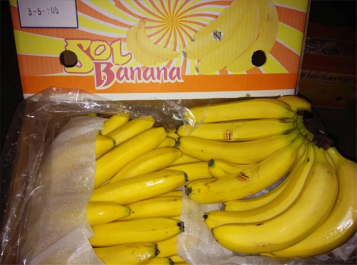 1650450629361611.png 菲律賓進口香蕉報關代理 (2).png