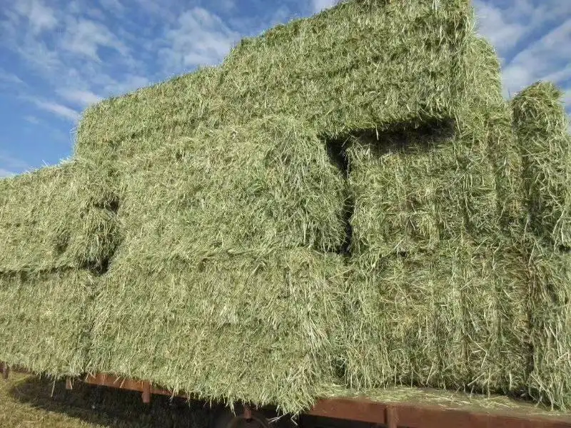 1653301483893202.png 美國苜蓿草報關清關.png