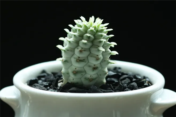 1662716775253008.png 機(jī)場(chǎng)進(jìn)口植物報(bào)關(guān)代理.png