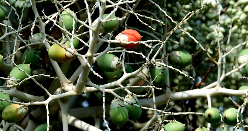 1676888255256456.png 廣州檳榔退運(yùn)報(bào)關(guān)流程.png